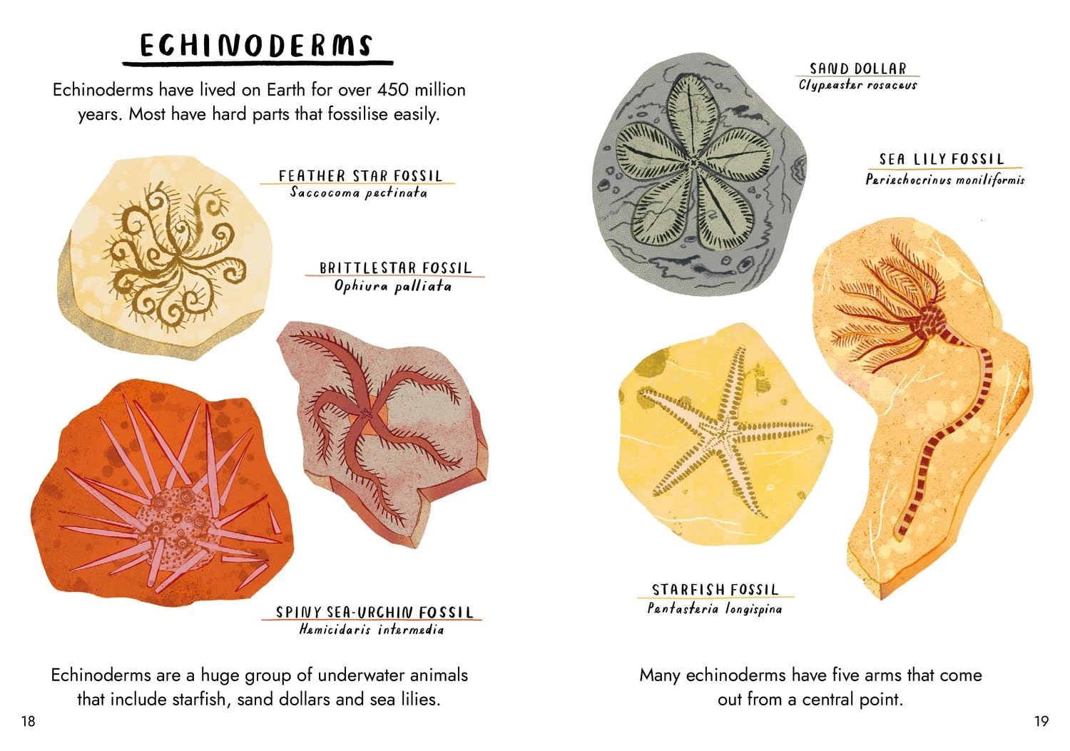 HELLO FOSSILS AND SHELLS: A LITTLE GUIDE TO NATURE